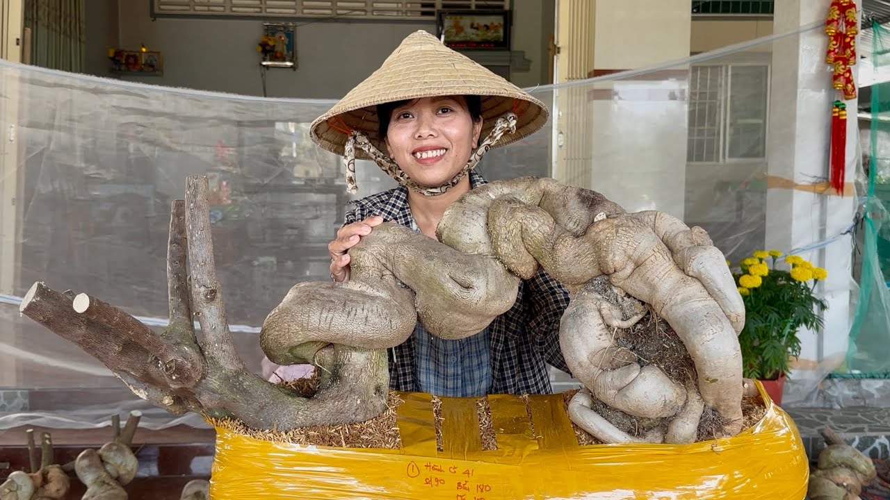 Siêu phẩm phôi hoa giấy giao lưu đầu xuân 2026, bao ship toàn quốc ☎0939.421.599 Hương Đoàn