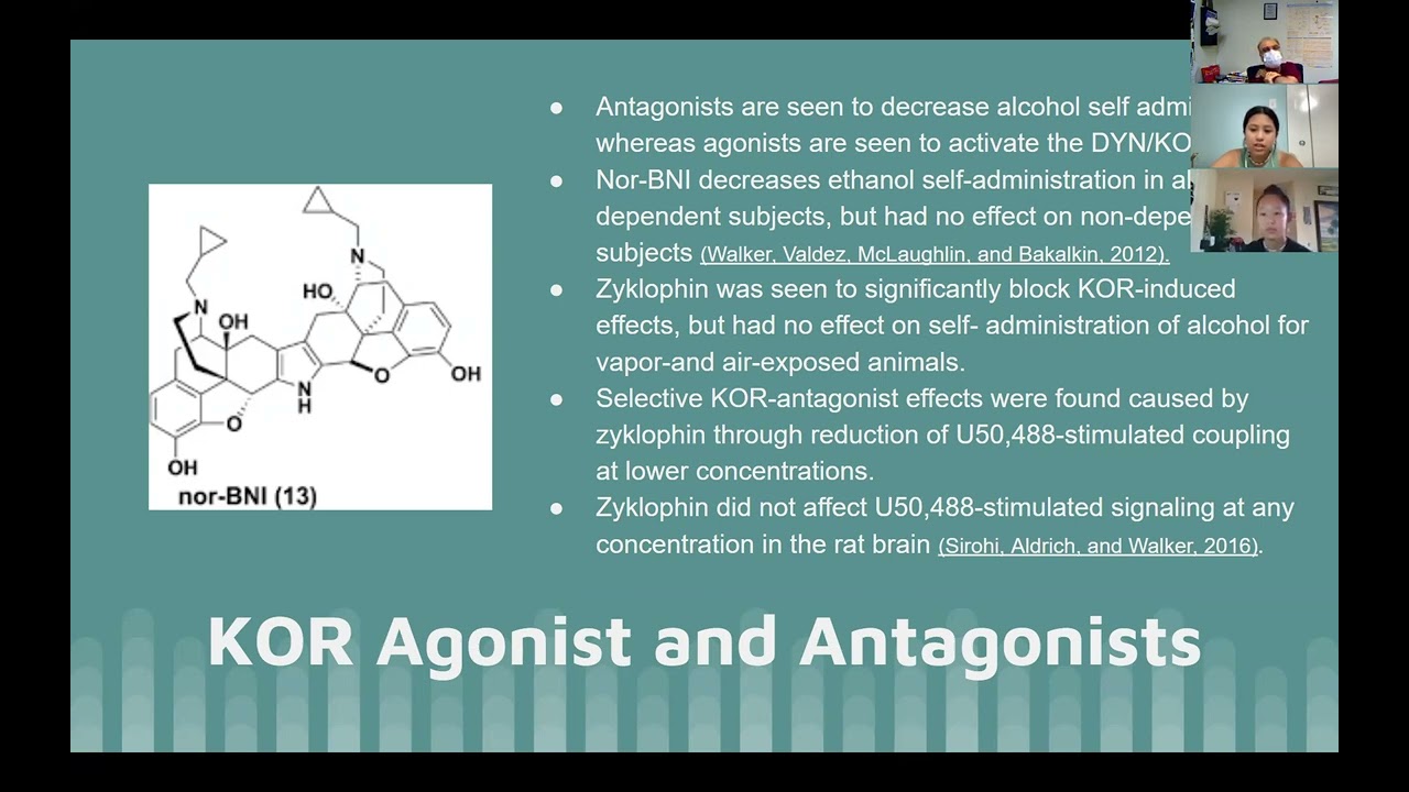 Dynorphin and Kappa opioid receptor system and Alcohol Use Disorders by Julian Go and Michelle Tran