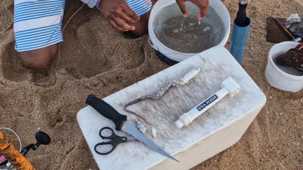 My favourite Octopus bait for kob