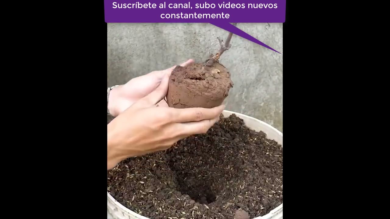 Cómo cultivar uvas en maceta en casa de forma muy fácil