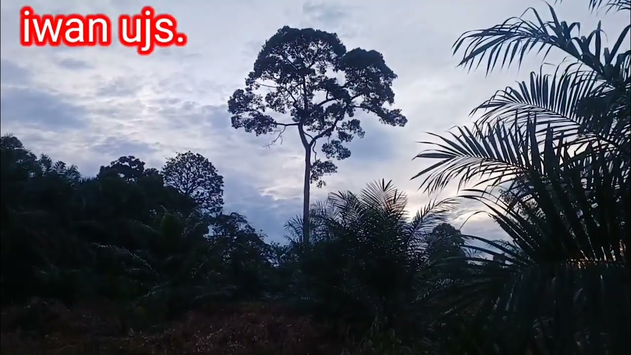 Pagi yang cerah serapan terasa nikmat.semangat rawat kebun lihat sawit segar & subur.!!