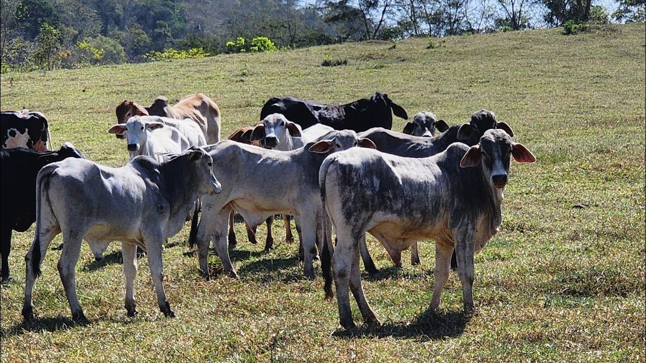 VENDE FAZENDA NA REGIÃO DE MONTE FORMOSO MG VÍDEO ÉPOCA DA SECA 2024