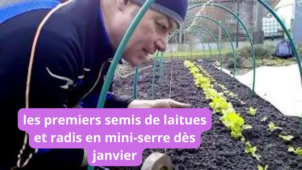 que faire au jardin en janvier on sème des salades et des radis en serre