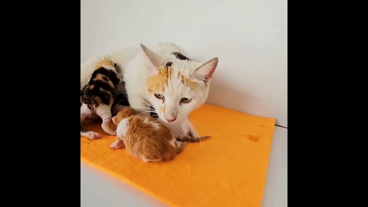 Angry Stray Mother Cat Begs for Help 🐱😢