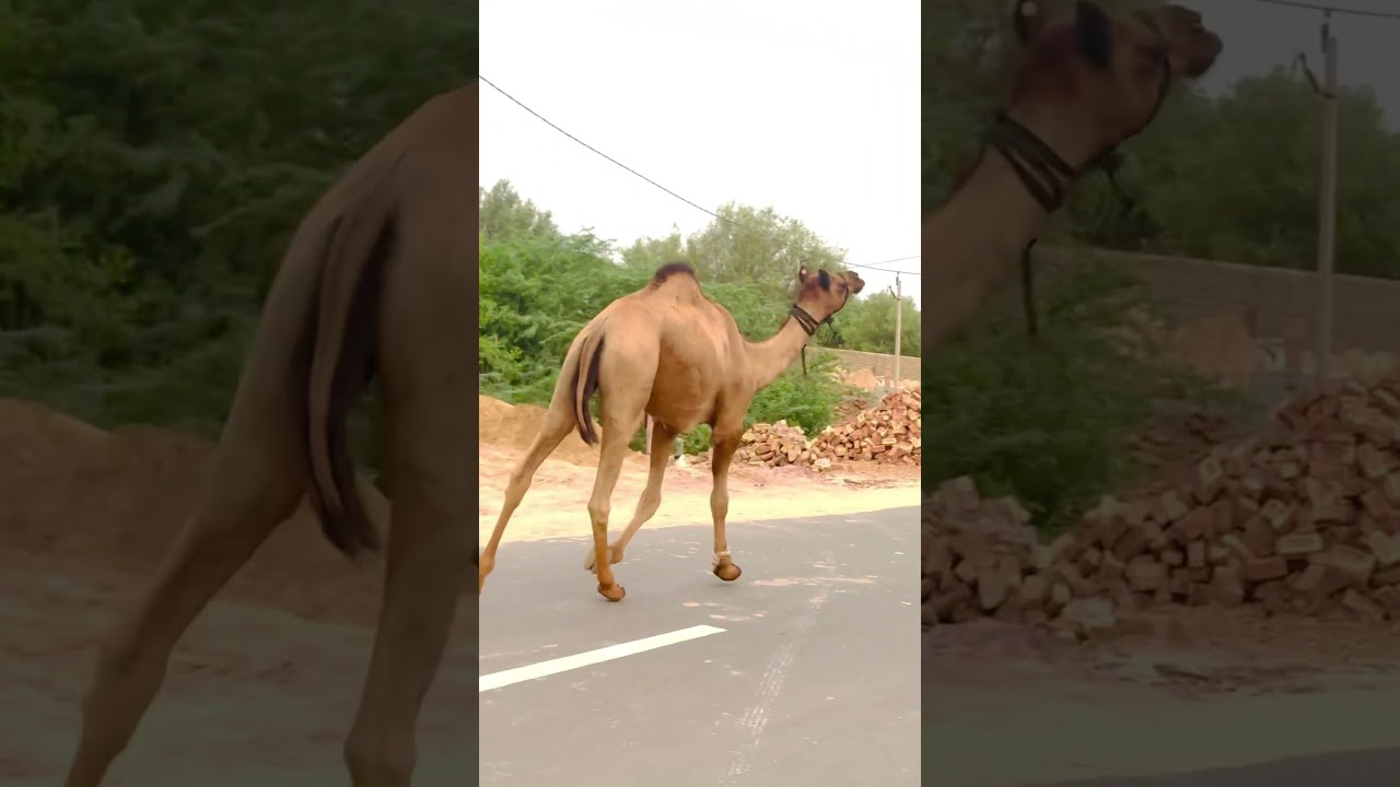 Chilgaadi become a udungi with you #funny #dance #shorts #camel #desi #vairalvideo #marwadi