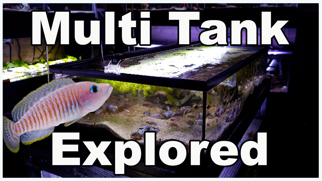 Multi Shell Dweller Tanks Explored: Let's Take a Closer Look at Neolamprologus multifasciatus!