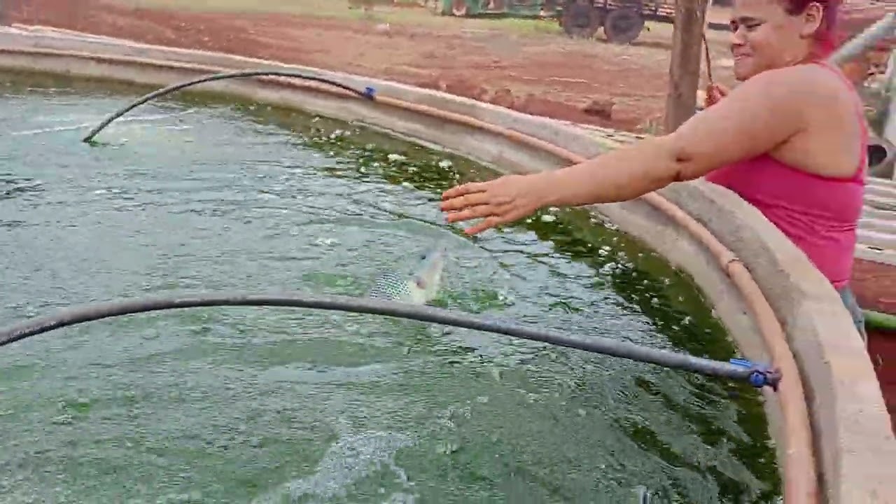 Mostrando como tá o meu sistema #peixes##