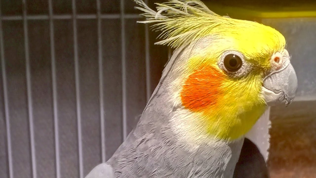 Male cocktails singing 🎶 #cockatiel #foryou #birds#viralvideo 