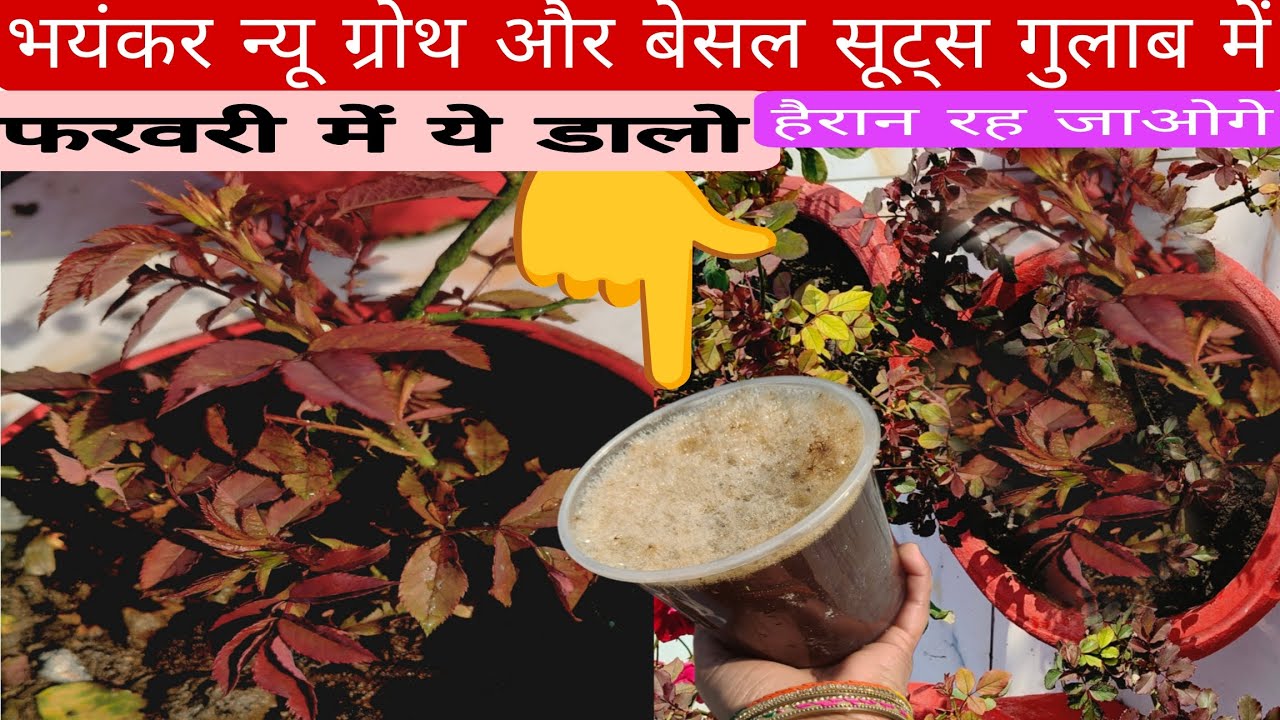 फरवरी में गुलाब के जड़ों में 3️⃣ चीजें डालें एक ही पौधे में चार -चार बेसल सूट्स, अनगिनत न्यू ग्रोथ, 
