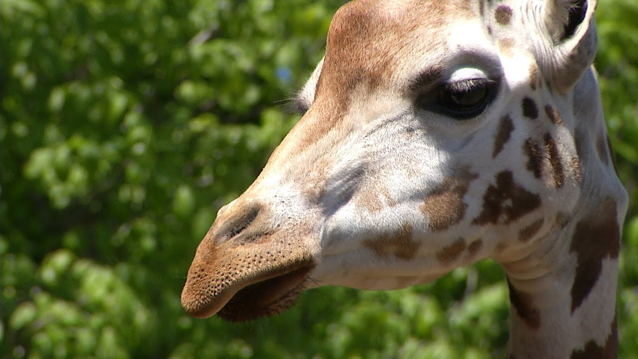 Poznáváme Zoo Ostrava - přesun žirafy Rothschildovy