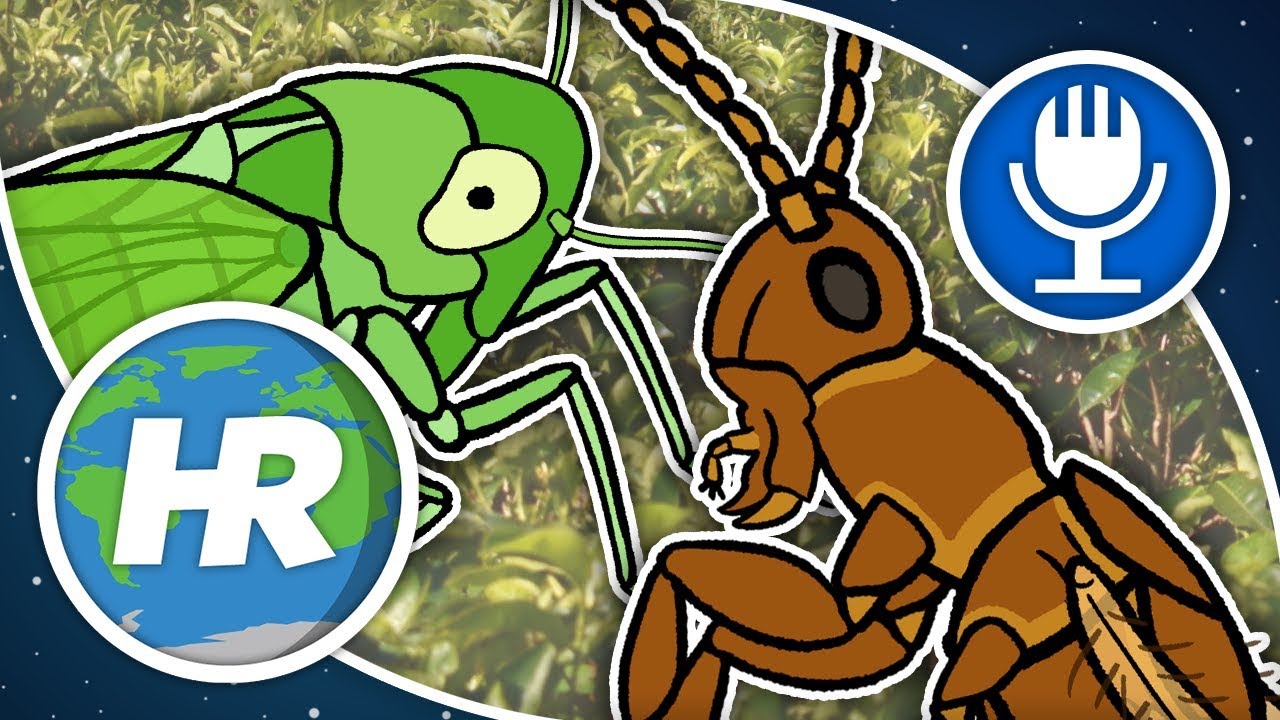 A tripszek támadása, avagy az indiai tea titka | Heti Rozmár