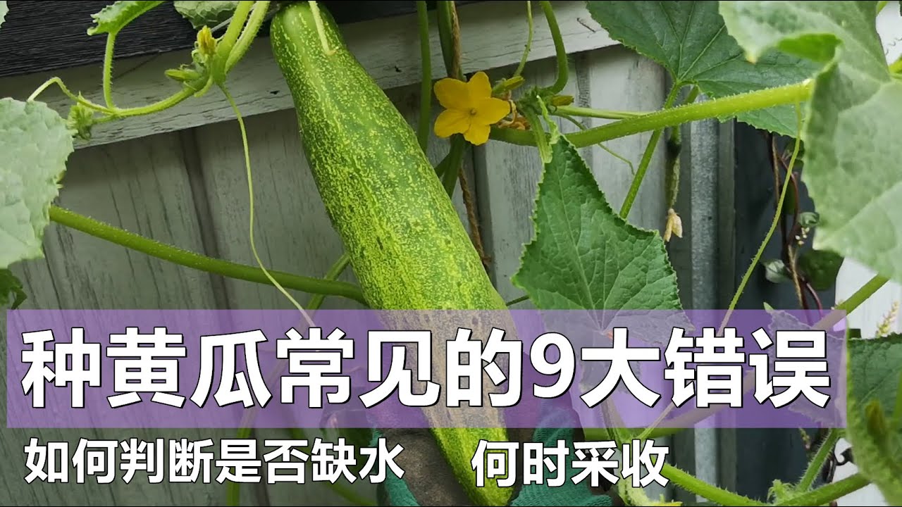 种黄瓜常见的9大错误, 如何判断是否缺水,何时采摘 9 common mistakes in growing cucumbers