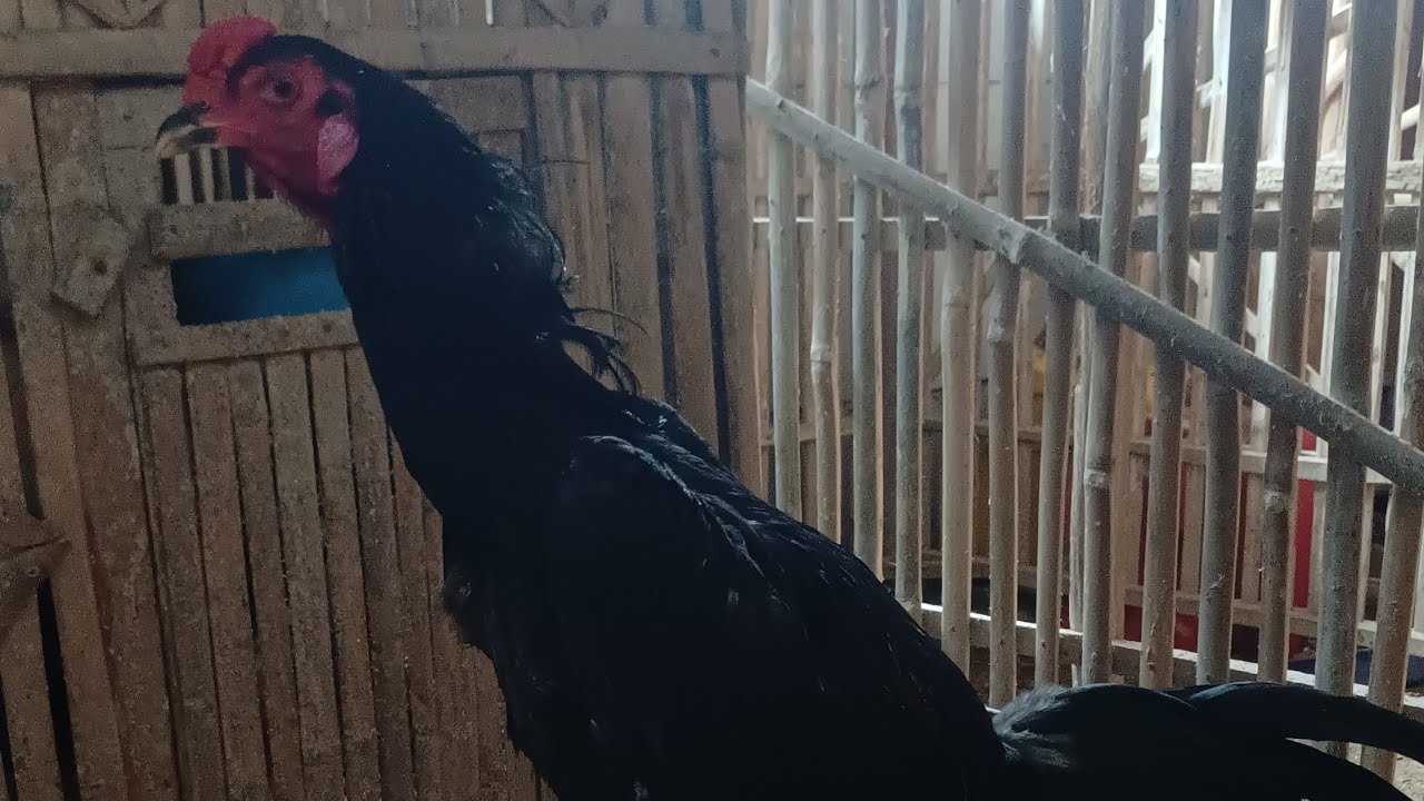 Alhamdulillah update kandang di awal bulan ramadan sudah selesai. Peternak ayam hobi