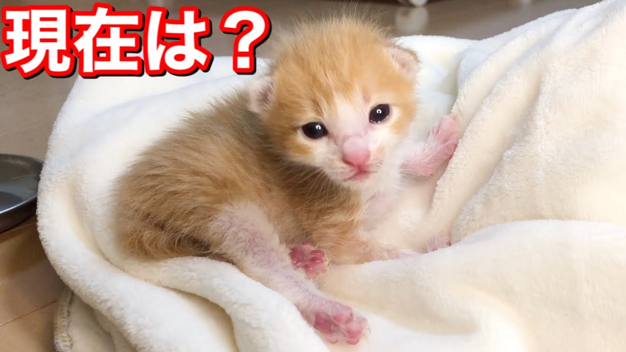 小さすぎた子猫の現在の様子がこちら