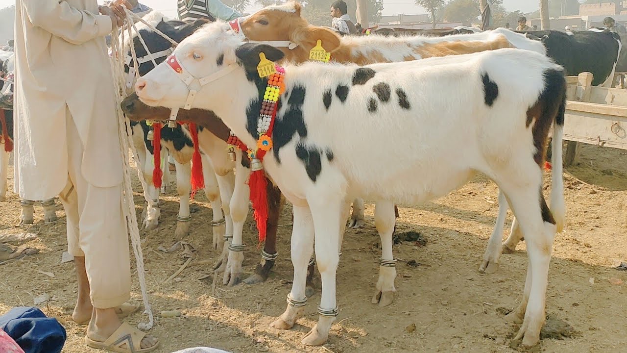 Holesten Highfers Fresigen Highfers Australian Highfers Available At Janwar Mandi Malumore Jhang