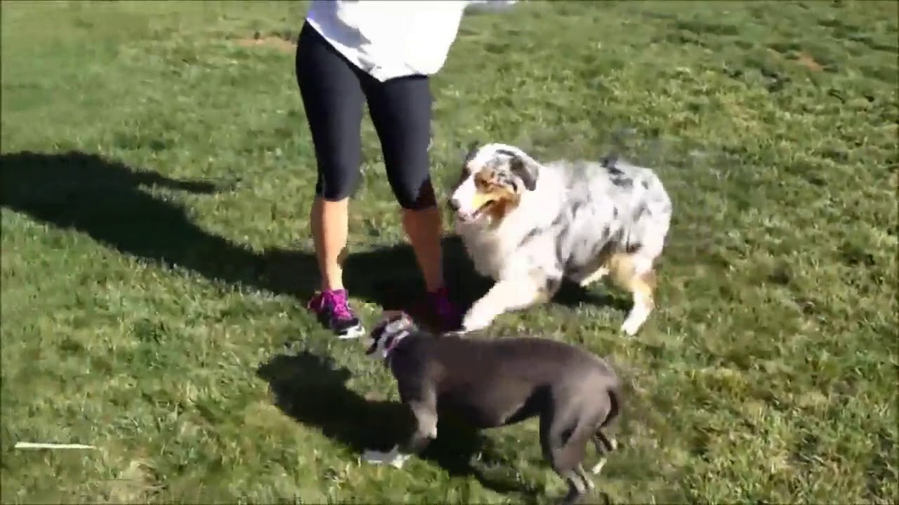 Funny Australian Shepherd Videos | Funny Animals
