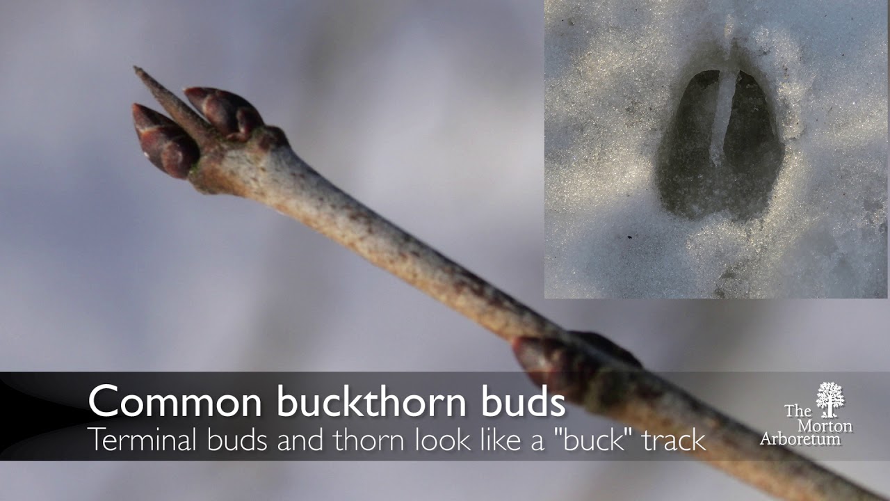 How to identify common buckthorn (Rhamnus cathartica)