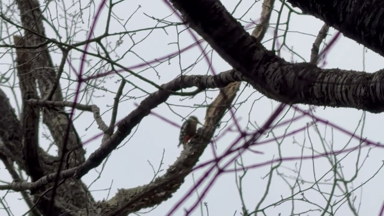 2026年1月27日　野鳥、アカゲラ