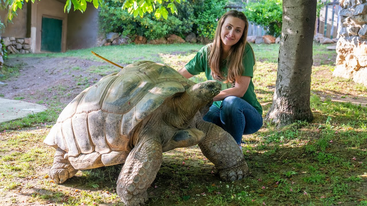 Aldabra Dev Kaplumbağa besleme etkinliği FYZoo'da!