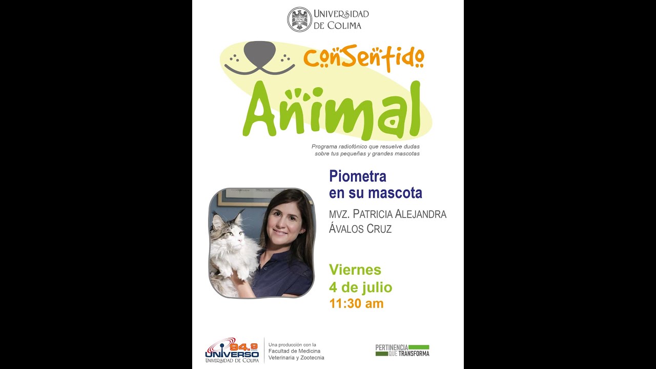 Piometra en su mascota