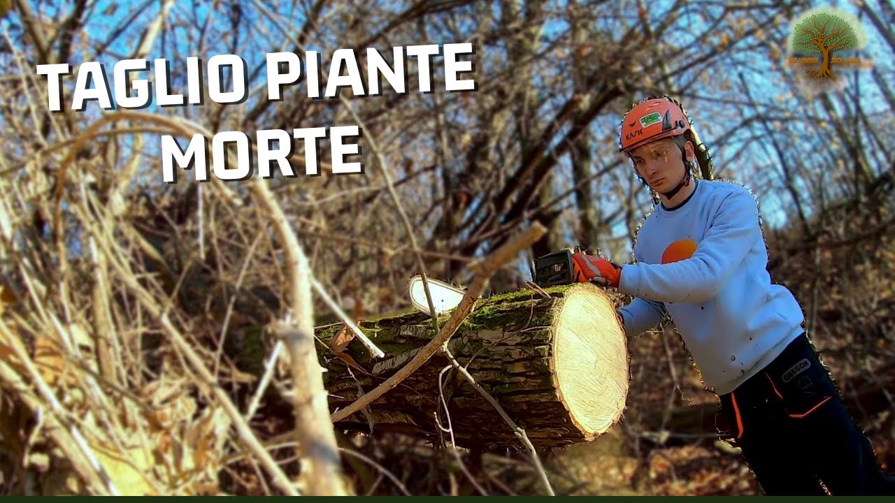 ASMR: TAGLIO PIANTE MORTE CON HUSQVARNA 357XP