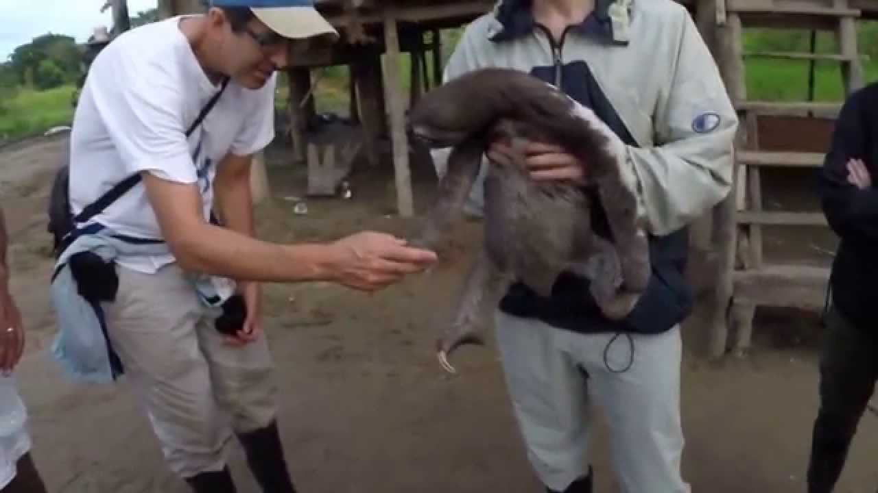 Hanging out with a sloth