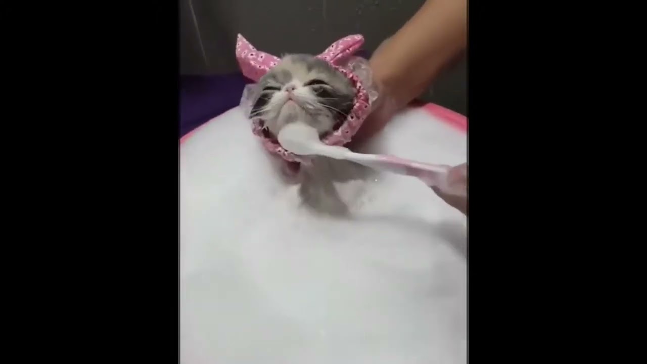 AHHHHH HORA DE RELAXAR!!! GATO FILHOTE TOMANDO BANHO, BANHEIRA, FELINO #shorts