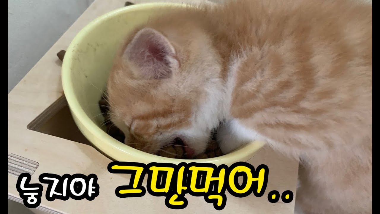 아기고양이 식탐때문에 난리가 났어요! 태어나자마자 탈장수술한 아기고양이 눙지!