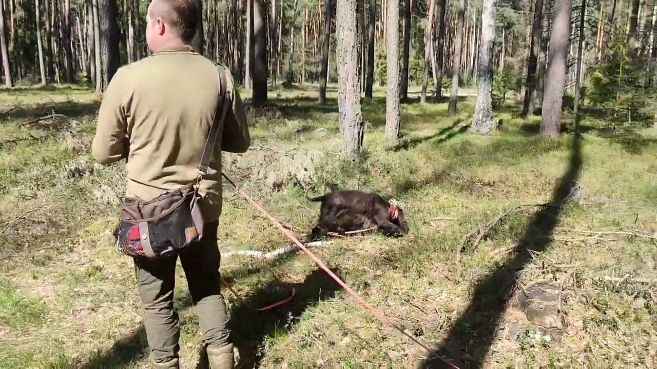 Ścieżka tropowa dzik Lufa Polski Spaniel Myśliwski / Polish Hunting Spaniel