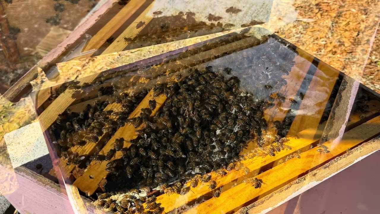 First Hive Inspection After Winter — Mississippi Honeybees in February