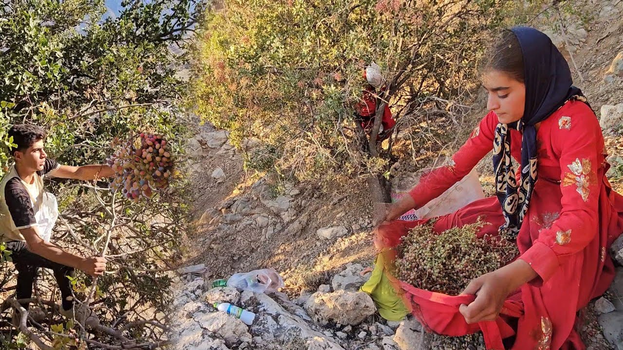 Nomadic Life: Picking Mountain Pistachios in the Zagros Mountains 🌿🏞️