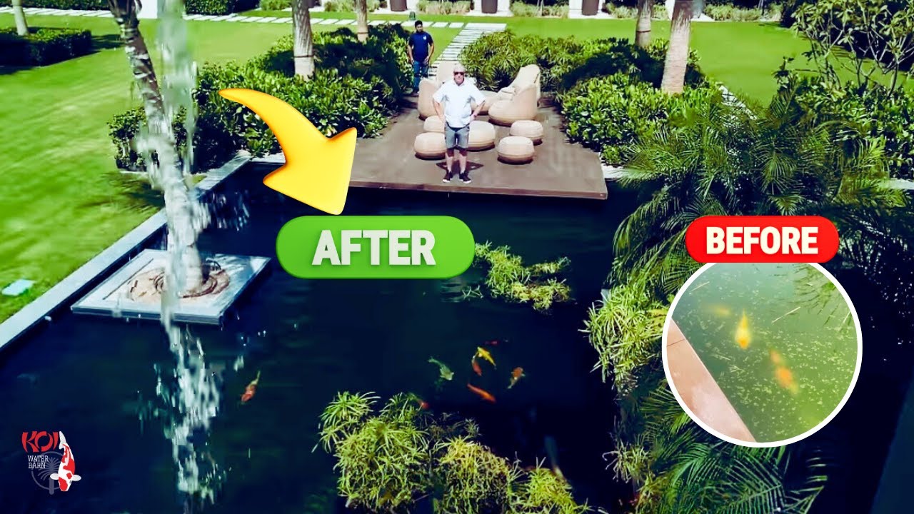 HUGE koi pond in private villa: How to get rid of algae and have crystal clear water