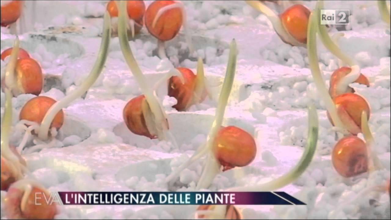 Intelligenza delle piante