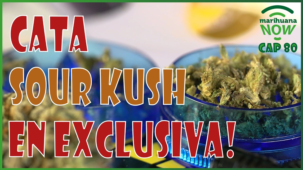 La ABUELA MARIHUANA a juicio | Cata de SOUR KUSH &iexcl;EN EXCLUSIVA! Now 80