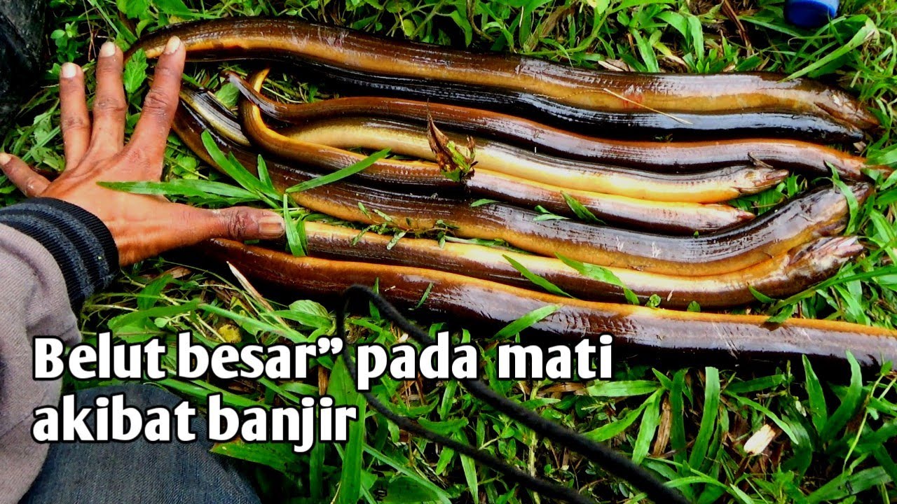 Belut pada mati semua akibat hujan semalaman