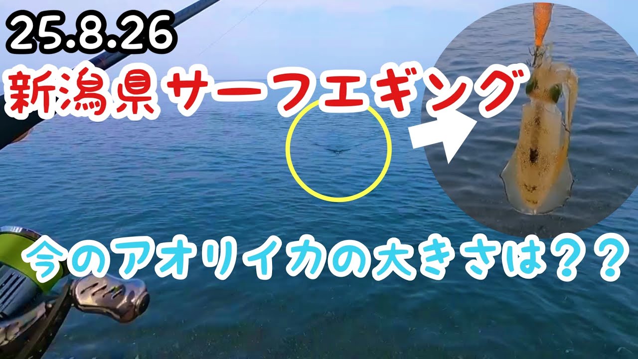 2025年8月下旬の新潟サーフエギング！アオリイカ調査！