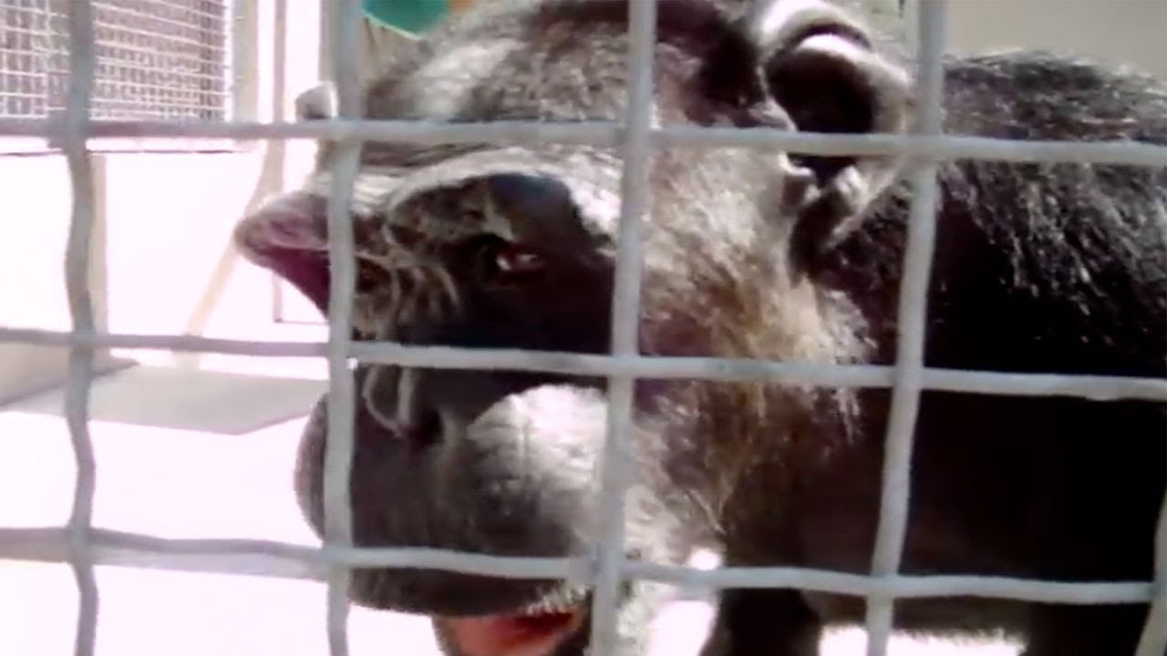REAL LIFE CHIMP CAN TALK - real or fake?