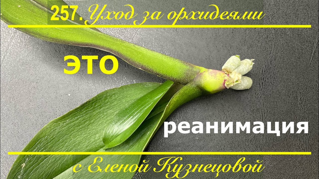 Гниль сожрала орхидею! Как реанимировать орхидею без корней