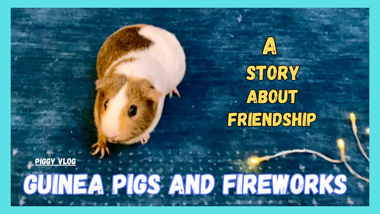 (Piggy Vlog) Guinea Pigs and Fireworks: A Story about Friendship! 20240706 EP114
