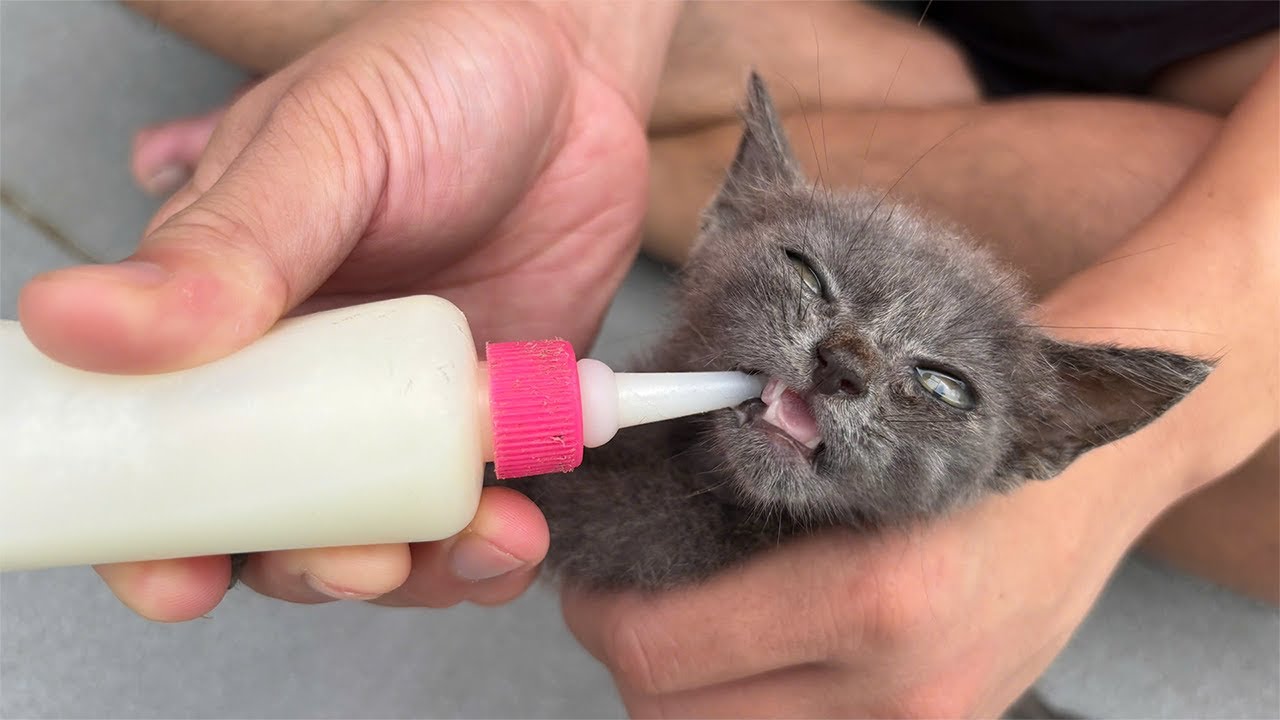Tiny Abandoned Kitten 🍼 Hungry but Refuses Milk, Only a Few Drops!