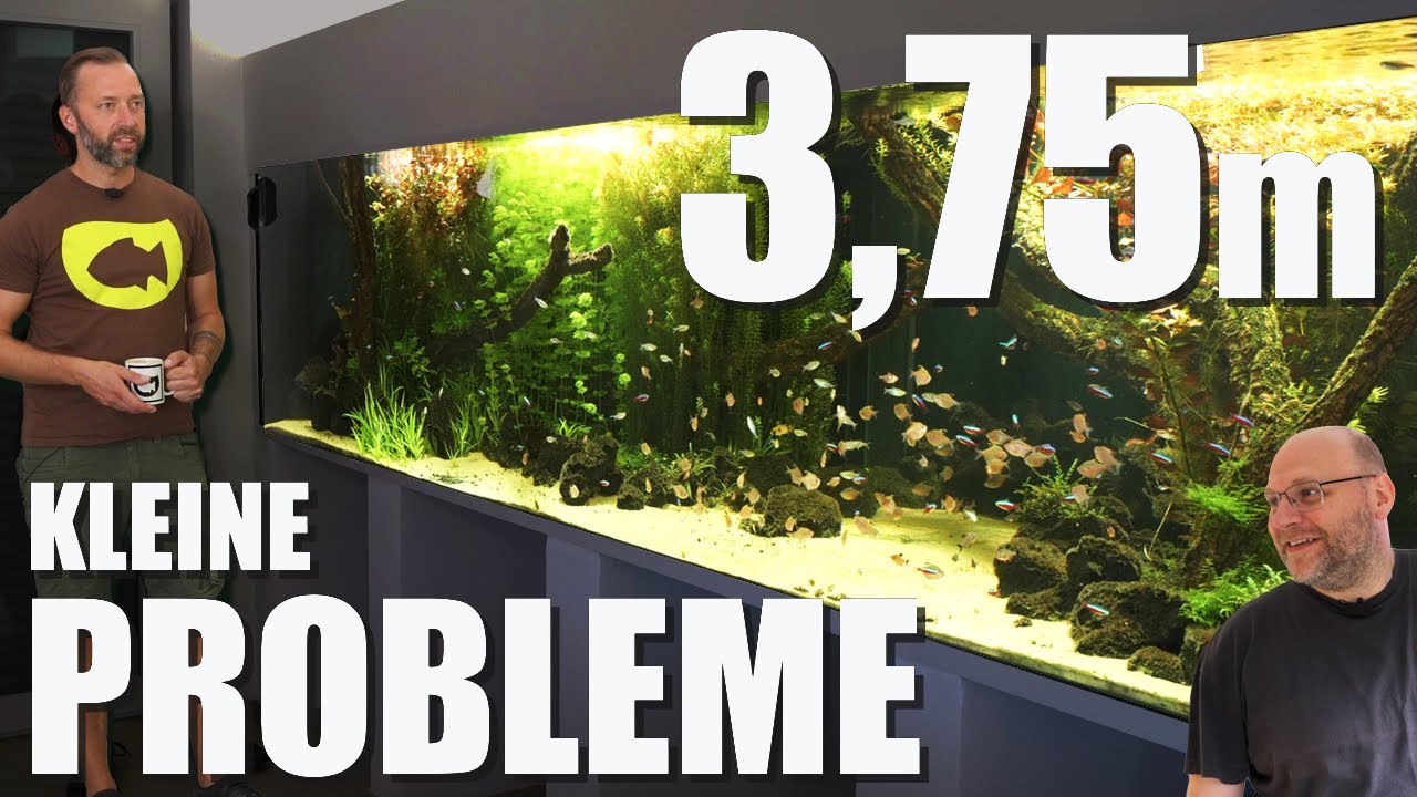 Massives Pflanzenwachstum, Pinselalgen und Cyanos - Update von Jochens 3600 Liter Süßwasseraquarium