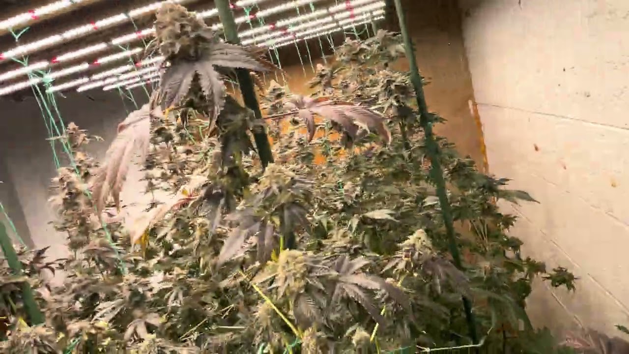 Faceded Canna | Indoor Grow | Week 8 Flower | Berry Payton | Apple Candie | Red Runtz |