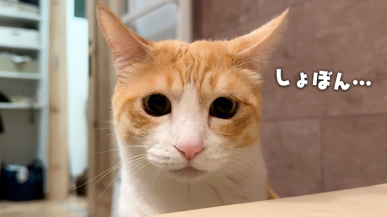 なぜかロビンが悲しい顔をしてお風呂を見つめていました…