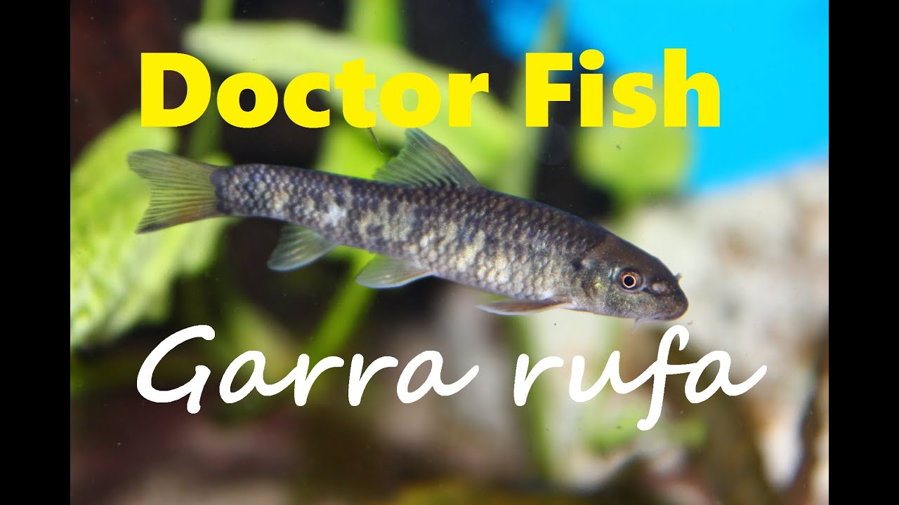 DOCTOR FISH GARRA RUFA | AWESOME AQUARIUM FISH