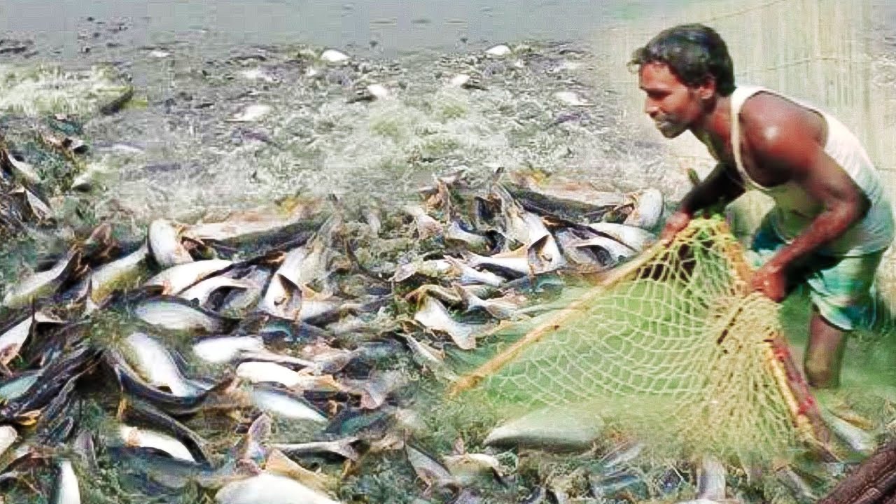 Amazing Hand & net Fishing Video |Catching Big fish By Net.