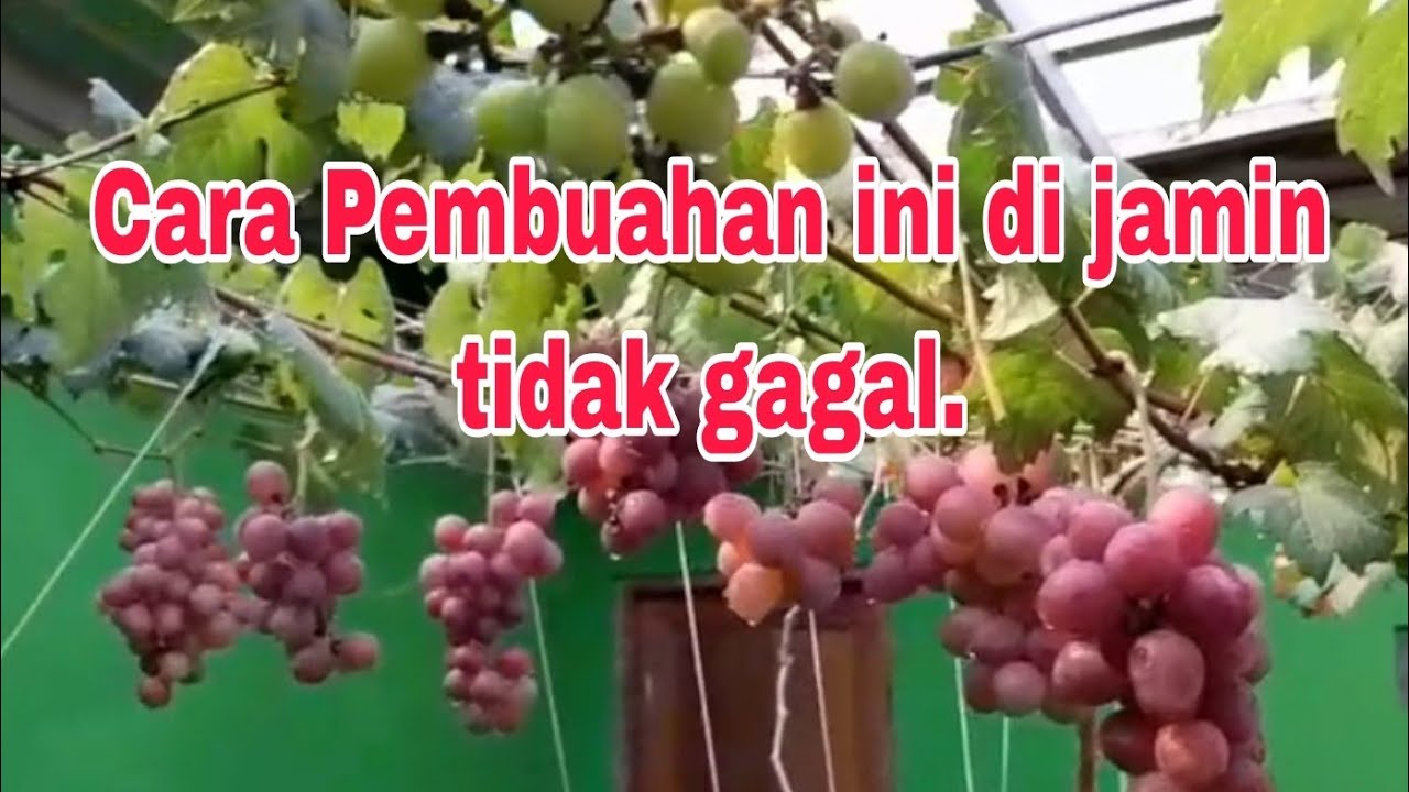 Cara sukses pembuahan  anggur  pertama  kali.@petanihidroponikcomal.2756 