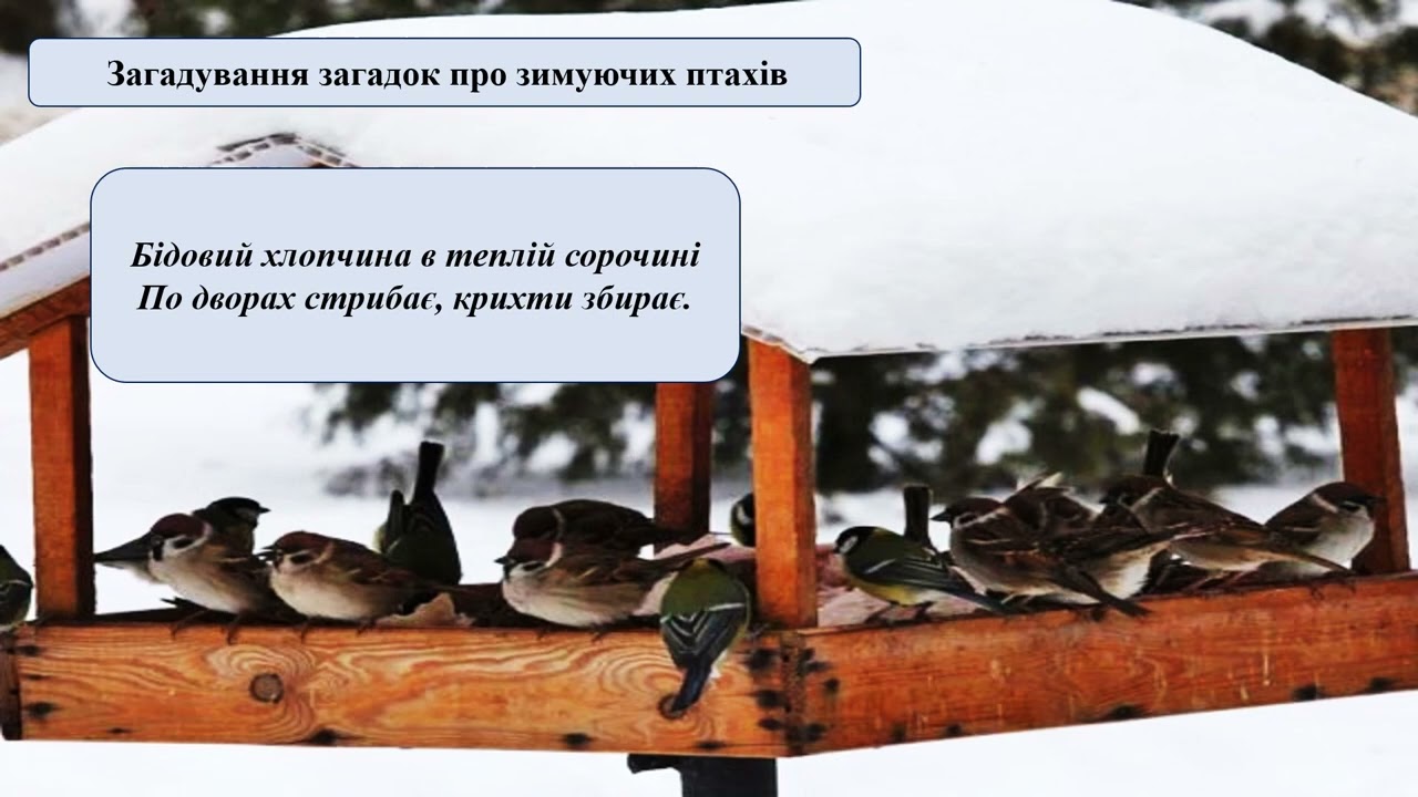 Де ночують птахи взимку