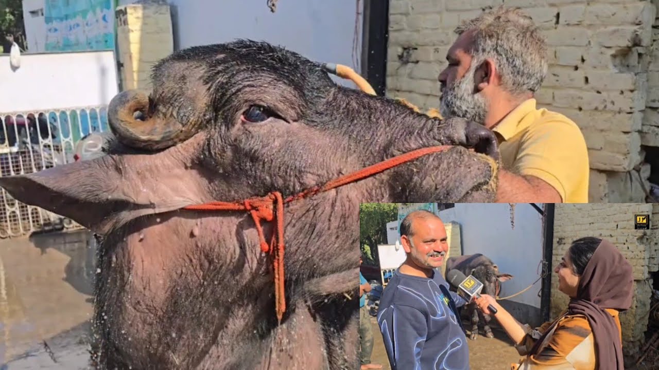 Running a dairy farm in a city ,located at Shastri Nagar Jammu despite every struggle , since 1985