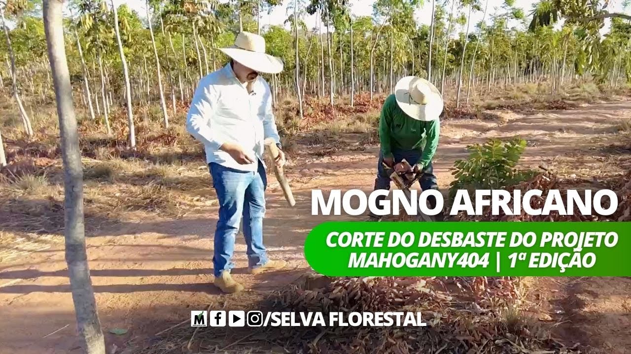 CORTE DAS ÁRVORES DE DESBASTES DE MOGNO AFRICANO DO PROJETO MAHOGANY404
