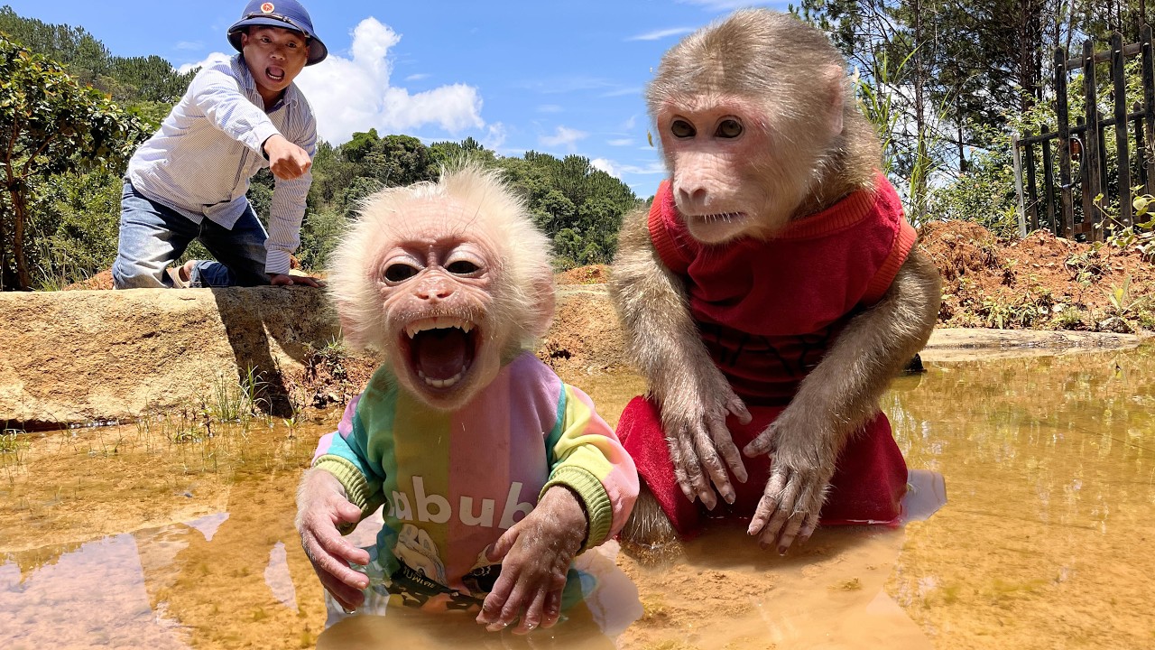 Max & Baby monkey play water! Dad Big Punishment 😱WHAT WILL HAPPEN NEXT?